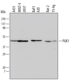 Human/Mouse/Rat PGK1 Antibody, R D Systems 100&mu;g; Unlabeled:Antibodies,