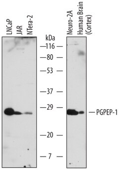Human/Mouse PGPEP-1 Antibody, R D Systems 100&mu;g; Unlabeled:Antibodies,