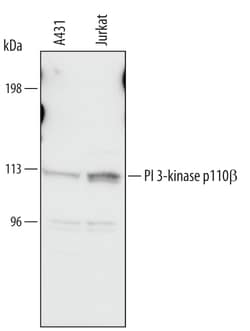 Human PI 3-Kinase p110 beta Antibody, R D Systems 25&mu;g; Unlabeled:Antibodies,