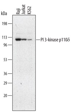 Human PI 3-Kinase p110 delta Antibody, R D Systems 25&mu;g; Unlabeled:Antibodies,