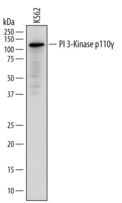 Human PI 3-Kinase p110 gamma Antibody, R D Systems 100 &mu;g | Buy Online | R&D Systems | Fisher Scientific