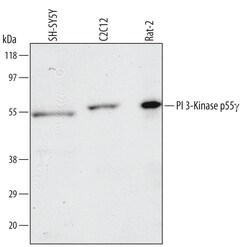 Human/Mouse/Rat PI 3-Kinase p55 gamma Antibody, R D Systems 25&mu;g; Unlabeled:Antibodies,