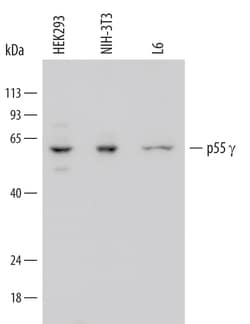 Human/Mouse/Rat PI 3-Kinase p55 gamma Antibody, R D Systems 25&mu;g; Unlabeled:Antibodies,