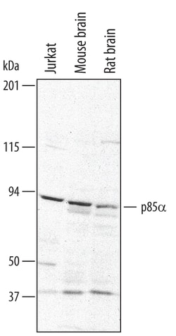 Human/Mouse/Rat PI 3-Kinase p85 alpha Antibody, R D Systems 25&mu;g; Unlabeled:Antibodies,