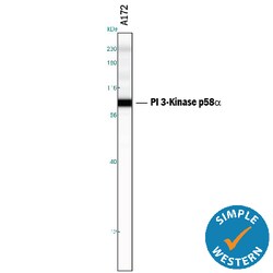Human/Mouse/Rat PI 3-Kinase p85 alpha Antibody, R D Systems 100ug; Unlabeled:Antibodies,