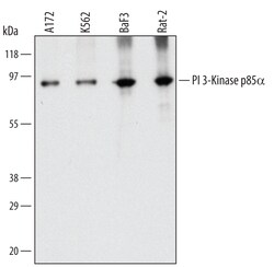 Human/Mouse/Rat PI 3-Kinase p85 alpha Antibody, R D Systems 100ug; Unlabeled:Antibodies,