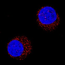 Human PI 3-Kinase p85 beta Antibody, R D Systems 100ug; Unlabeled:Antibodies,