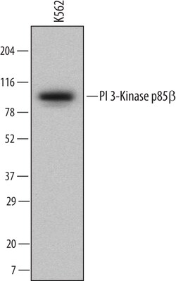 Human PI 3-Kinase p85 beta Antibody, R D Systems 100ug; Unlabeled:Antibodies,