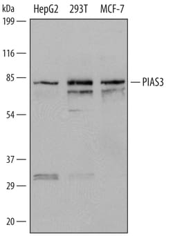 Human PIAS3 Antibody, R D Systems 100&mu;g; Unlabeled:Antibodies, Polyclonal