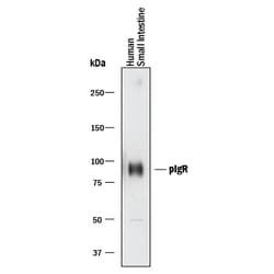 Human pIgR Antibody, R D Systems 100&mu;g; Unlabeled:Antibodies, Polyclonal