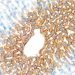Mouse pIgR Antibody, R D Systems 25&mu;g; Unlabeled:Antibodies, Polyclonal