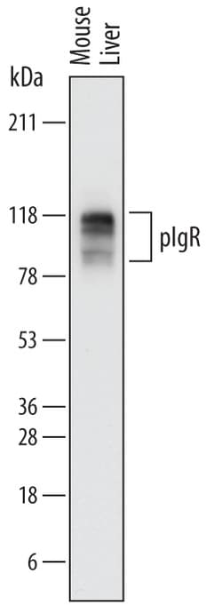 Mouse pIgR Antibody, R D Systems 25&mu;g; Unlabeled:Antibodies, Polyclonal