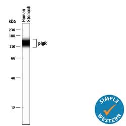 Human pIgR Antibody, R D Systems 25&mu;g; Unlabeled:Antibodies, Monoclonal