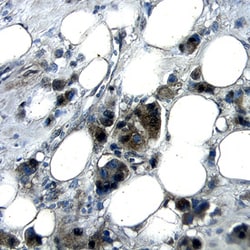 Human/Mouse Pin1 Antibody, R D Systems 100ug; Unlabeled:Antibodies, Monoclonal