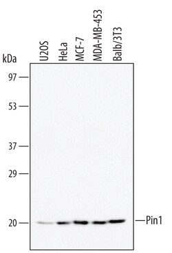 Human/Mouse Pin1 Antibody, R D Systems 100ug; Unlabeled:Antibodies, Monoclonal