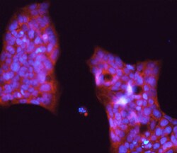 Human PIWIL1/HIWI Antibody, R D Systems 100ug; Unlabeled:Antibodies, Monoclonal