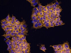 Human PIWIL4 Antibody, R D Systems 25&mu;g; Unlabeled:Antibodies, Monoclonal