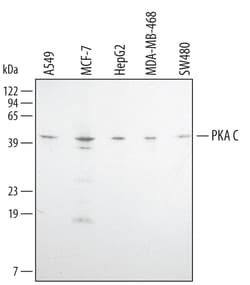 Human/Mouse/Rat PKA C Pan Specific Antibody, R D Systems 100&mu;g; Unlabeled:Antibodies,