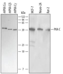 Human/Mouse/Rat PKA C Pan Specific Antibody, R D Systems 100ug; Unlabeled:Antibodies,