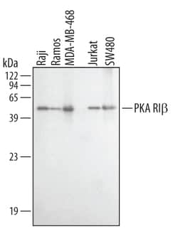 Human/Mouse/Rat PKA RI beta Antibody, R D Systems 25&mu;g; Unlabeled:Antibodies,