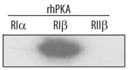 Human/Mouse/Rat PKA RI beta Antibody, R D Systems 25&mu;g; Unlabeled:Antibodies,