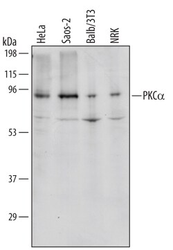 Human/Mouse/Rat PKC alpha Antibody, R D Systems 100 &mu;g | Buy Online | R&D Systems | Fisher Scientific
