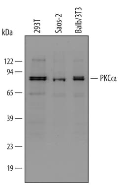 Human/Mouse PKC alpha Antibody, R D Systems 25 &mu;g | Buy Online | R&D Systems | Fisher Scientific