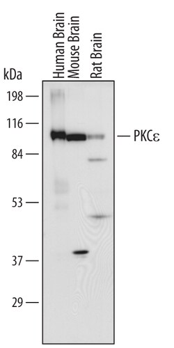 Human/Mouse/Rat PKC epsilon Antibody, R D Systems 100&mu;g; Unlabeled:Antibodies,