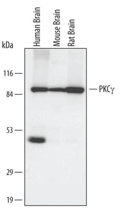 PKC gamma Goat anti-Human, Mouse, Rat, Polyclonal, R D Systems 25&mu;g;