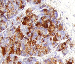 Human/Mouse/Rat PKC iota/lambda/zeta Antibody, R D Systems 100&mu;g; Unlabeled:Antibodies,