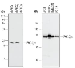 Human/Mouse/Rat PKC iota/lambda/zeta Antibody, R D Systems 100&mu;g; Unlabeled:Antibodies,