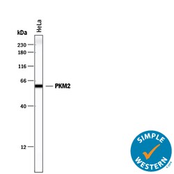 Human/Rat PKM1/2 Antibody, R D Systems 100 &mu;g | Buy Online | R&D Systems | Fisher Scientific