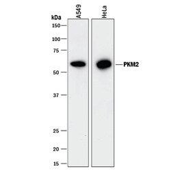 Human/Rat PKM1/2 Antibody, R D Systems 100 &mu;g | Buy Online | R&D Systems | Fisher Scientific