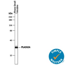 Mouse PLA2G2A Antibody, R D Systems 100&mu;g; Unlabeled:Antibodies, Polyclonal