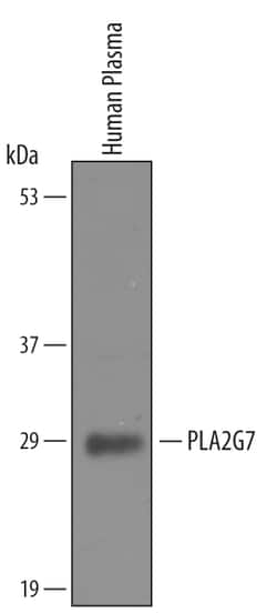 Human PLA2G7/PAF-AH/Lp-PLA2 Antibody, R D Systems 25&mu;g; Unlabeled:Antibodies,