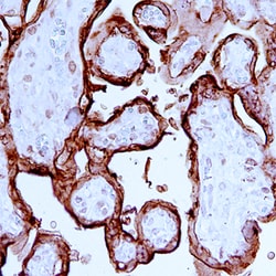 Human Placental Lactogen/CSH1 Antibody, R D Systems 25&mu;g; Unlabeled:Antibodies,