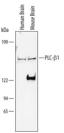 Human/Mouse PLC-beta 1 Antibody, R D Systems 100 &mu;g | Buy Online | R&D Systems | Fisher Scientific