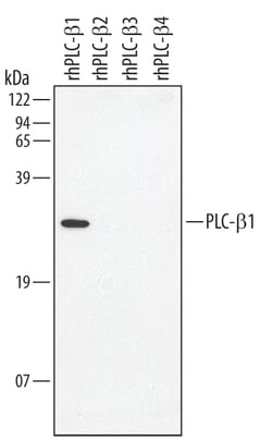 Human/Mouse PLC-beta 1 Antibody, R D Systems 100 &mu;g | Buy Online | R&D Systems | Fisher Scientific