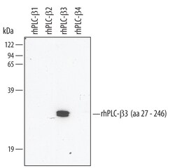 Human PLC-beta 3 Antibody, R D Systems 25&mu;g; Unlabeled:Antibodies, Polyclonal