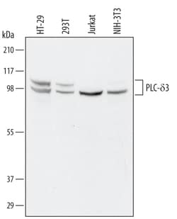 Human/Mouse PLC-delta3 Antibody, R D Systems 25&mu;g; Unlabeled:Antibodies,