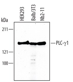 Human/Mouse/Rat PLC-gamma 1 Antibody, R D Systems 100&mu;g; Unlabeled:Antibodies,