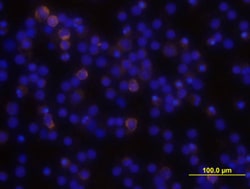 Human/Mouse PLC-gamma 2 Antibody, R D Systems 25&mu;g; Unlabeled:Antibodies,