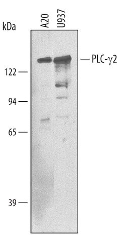 Human/Mouse PLC-gamma 2 Antibody, R D Systems 25&mu;g; Unlabeled:Antibodies,