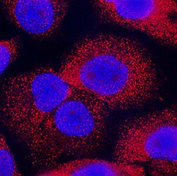Human Pleiotrophin/PTN Antibody, R D Systems:Antibodies:Primary Antibodies