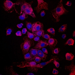 Human Plexin A1 Antibody, R D Systems 100ug; Unlabeled:Antibodies, Monoclonal