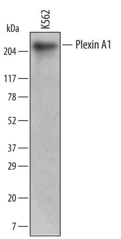 Human Plexin A1 Antibody, R D Systems 100ug; Unlabeled:Antibodies, Monoclonal