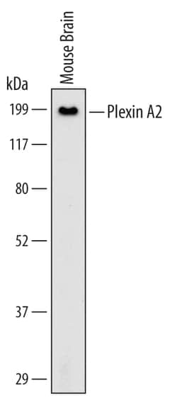 Human/Mouse Plexin A2 Antibody, R D Systems 100ug; Unlabeled:Antibodies,