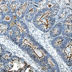 Human Plexin B2 Antibody, R D Systems 25 &mu;g | Buy Online | R&D Systems | Fisher Scientific