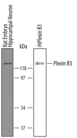 Human Plexin B3 Antibody, R D Systems 100&mu;g; Unlabeled:Antibodies, Polyclonal