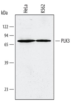 Human PLK3 Antibody, R D Systems 25&mu;g; Unlabeled:Antibodies, Polyclonal
